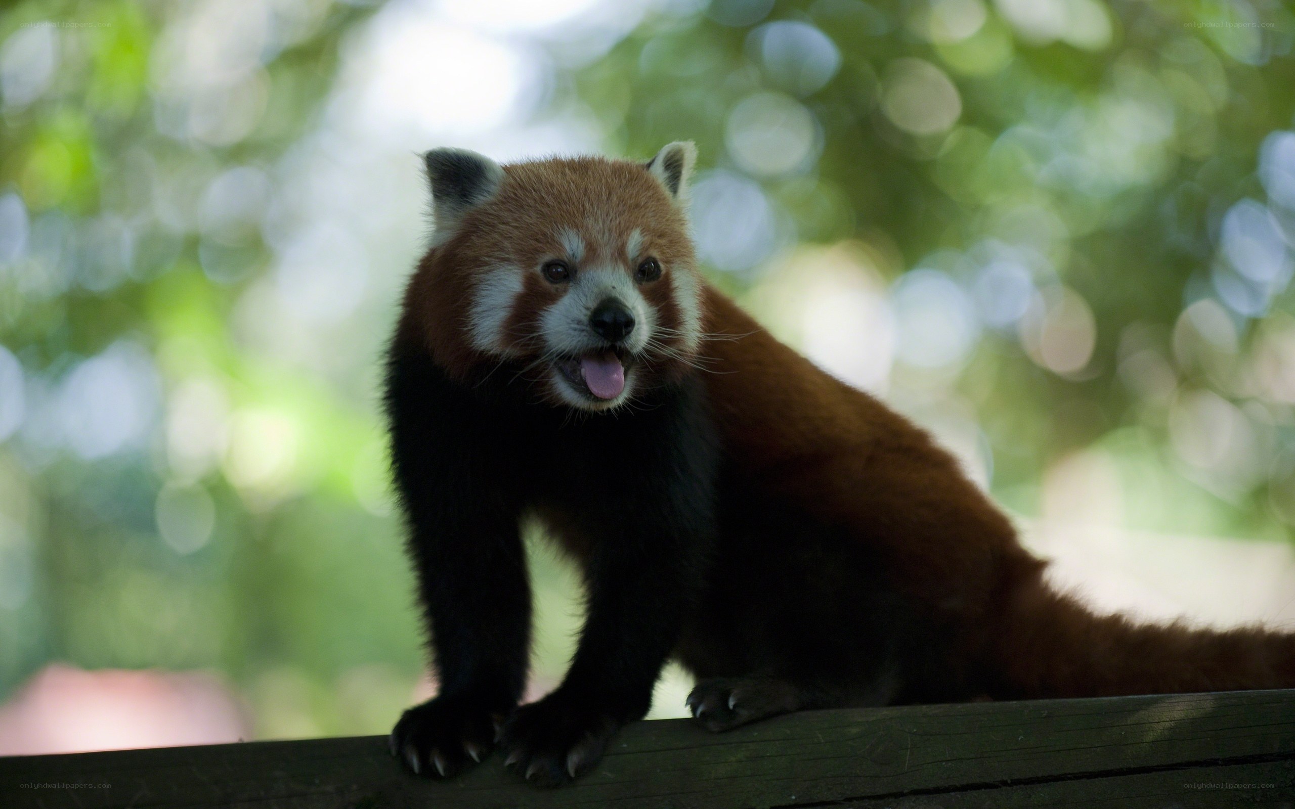 Red panda on a wooden beam