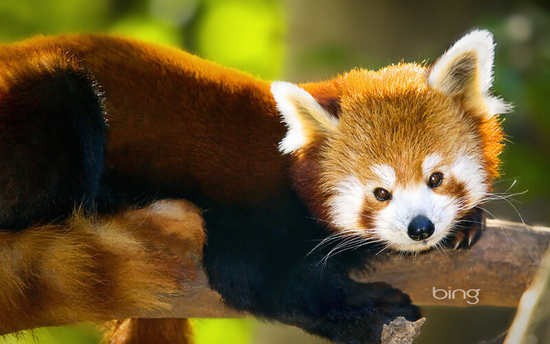 Red Panda on Branch — Brown, Calm, Afternoon