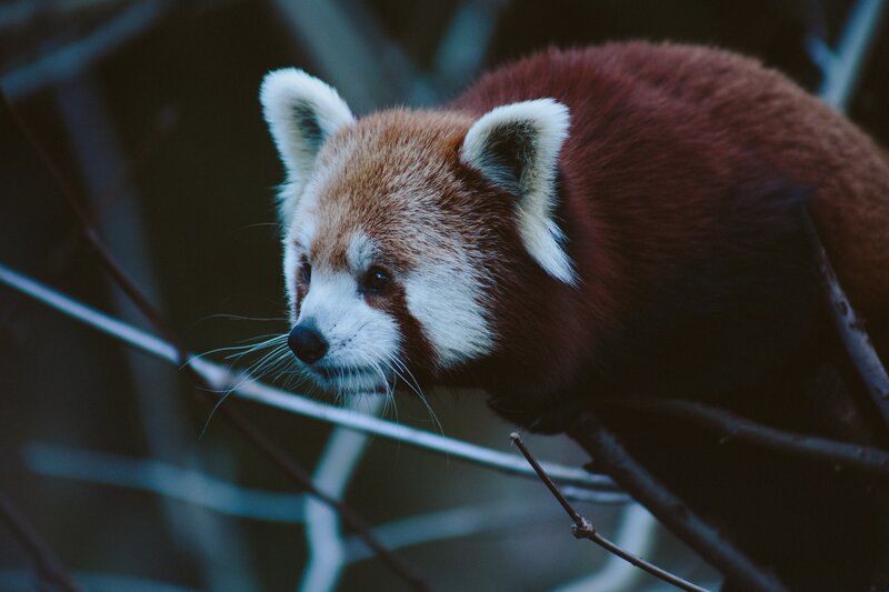 Red Panda on Branch — Brown, Calm, Night
