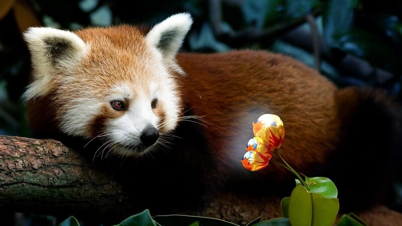 Red Panda on Branch — Brown, Calm, Photograph, Flower, Leaves