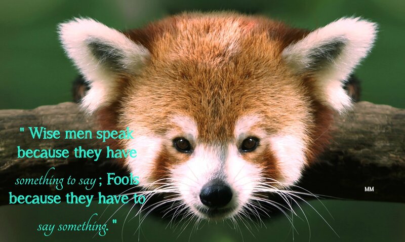 Red Panda on Branch — Brown, Calm, Photograph, Text