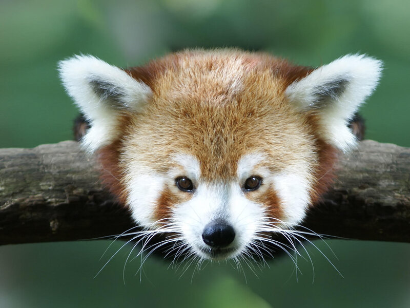 Red Panda on Branch — Brown, Calm, Photograph