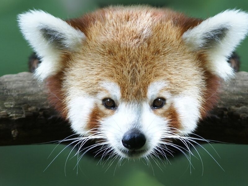 Red Panda on Branch — Brown