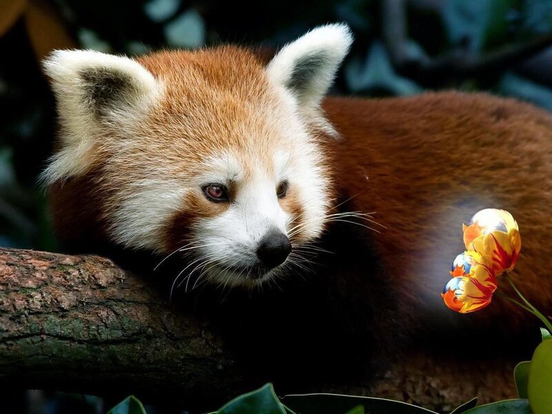 Red Panda on Branch