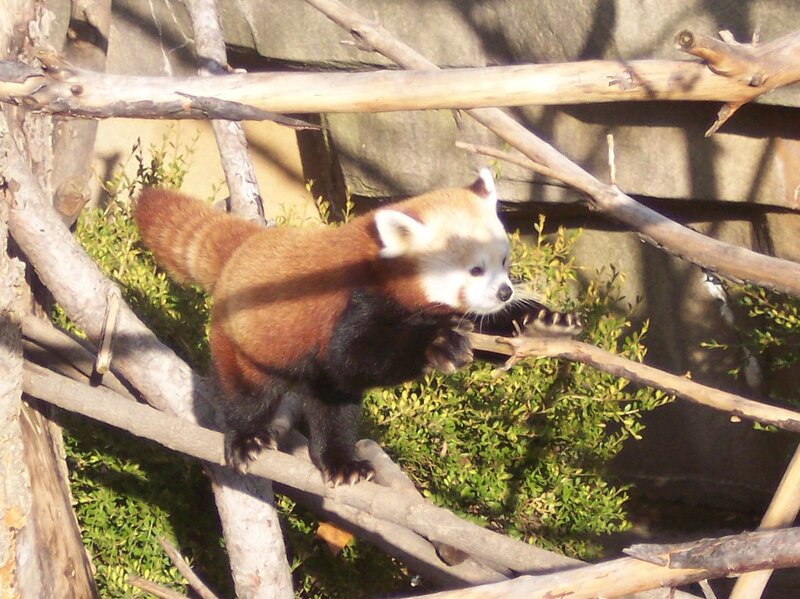 Red Panda on Branches