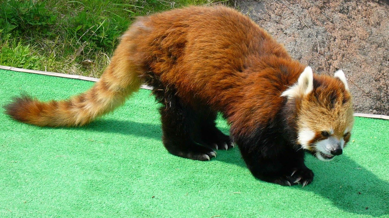 Red panda on green turf