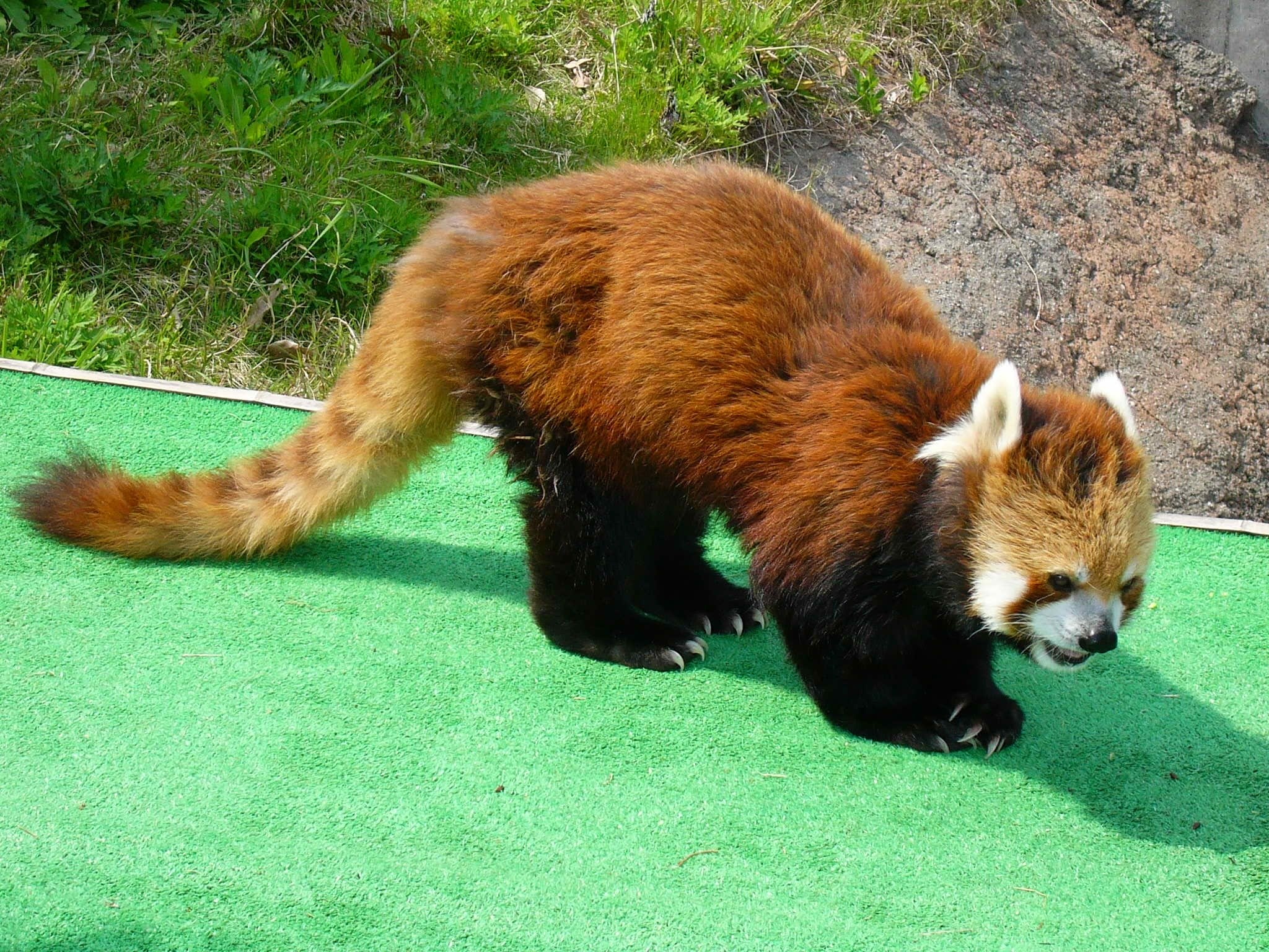 Red panda on green turf