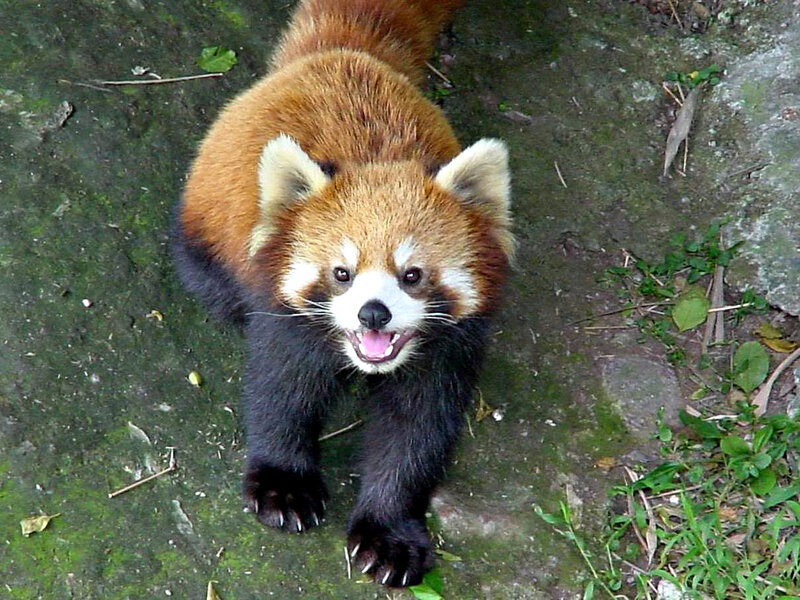 Red Panda on Ground