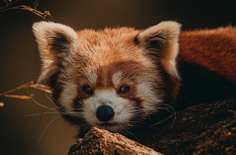 Red Panda on Log — Brown, Calm, Photograph