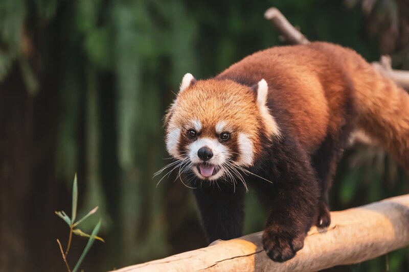 Red Panda on Log — Brown, Natural