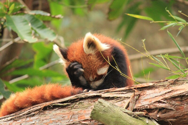 Red Panda on Log — Brown