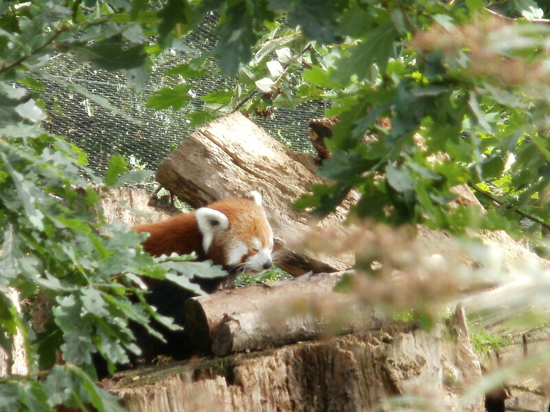Red Panda on Log