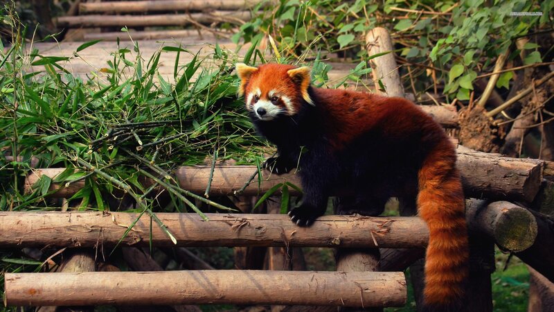 Red Panda on Logs — Brown, Calm, Afternoon, Photograph