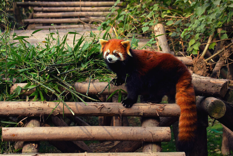 Red Panda on Logs — Brown, Natural, Afternoon, Photograph