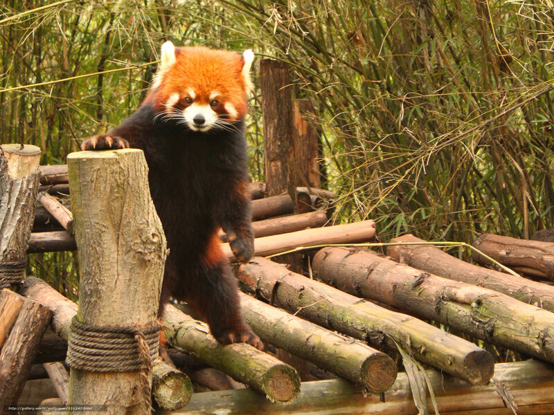 Red Panda on Logs — Brown, Natural, Afternoon