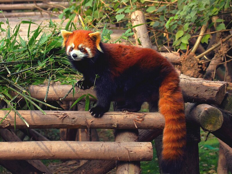 Red Panda on Logs — Brown