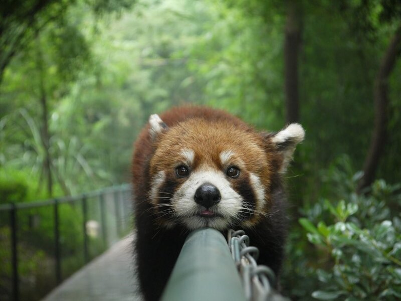 Red Panda on Railing