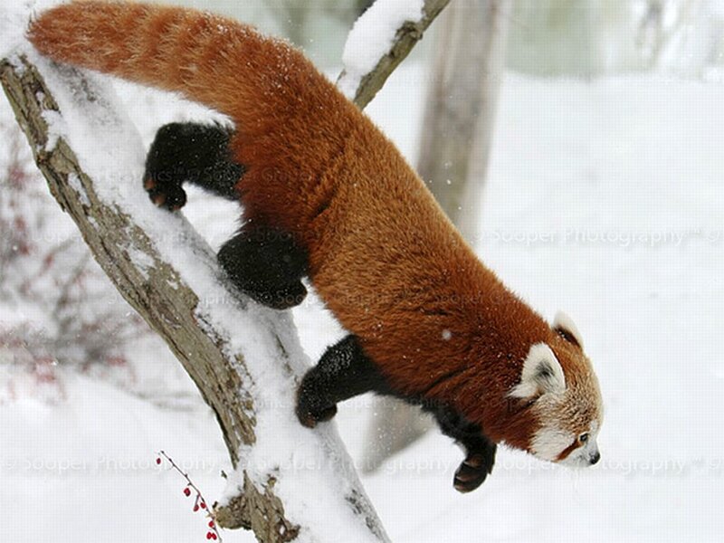 Red Panda on Snowy Branch