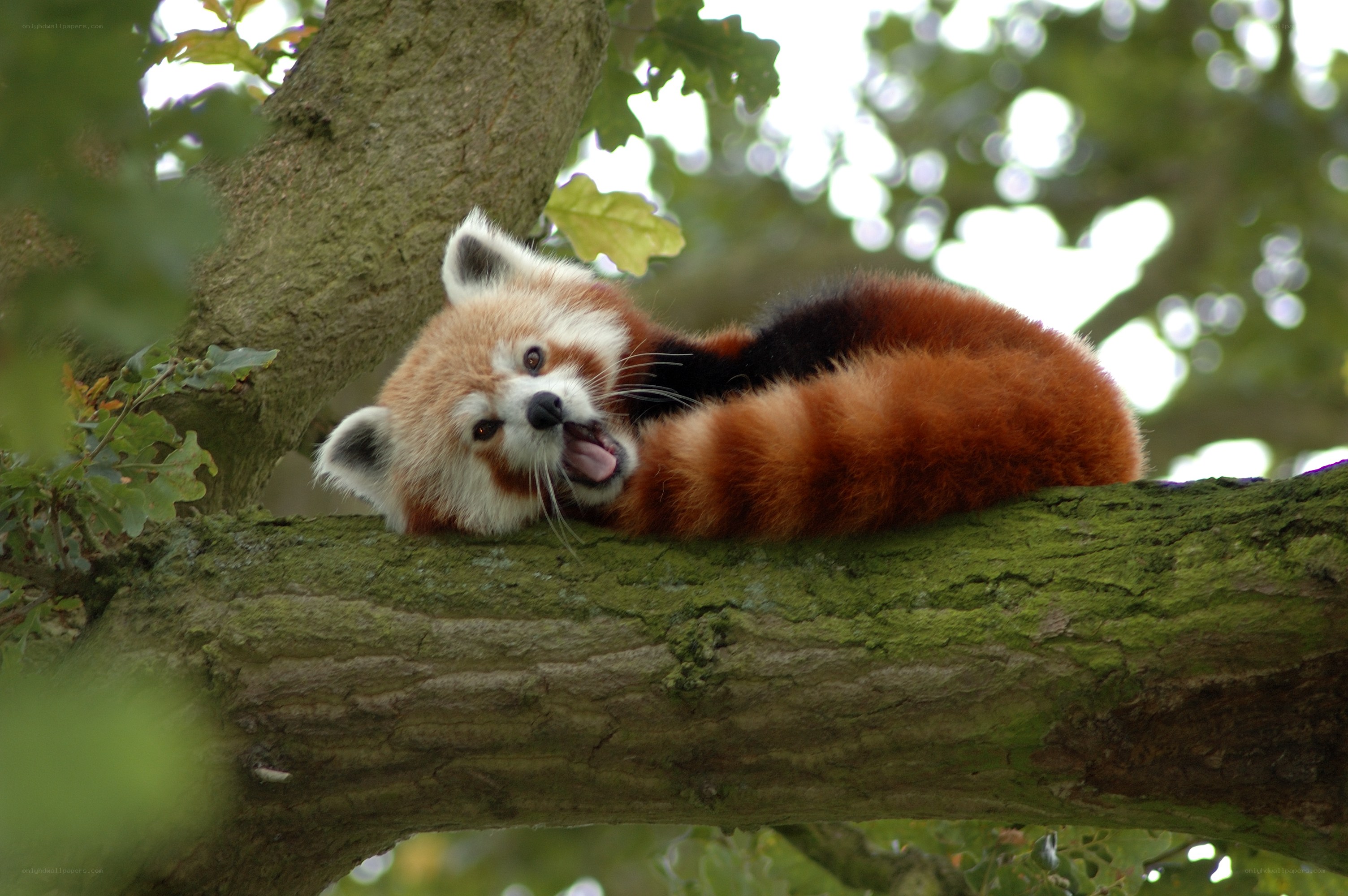 Red panda on tree branch