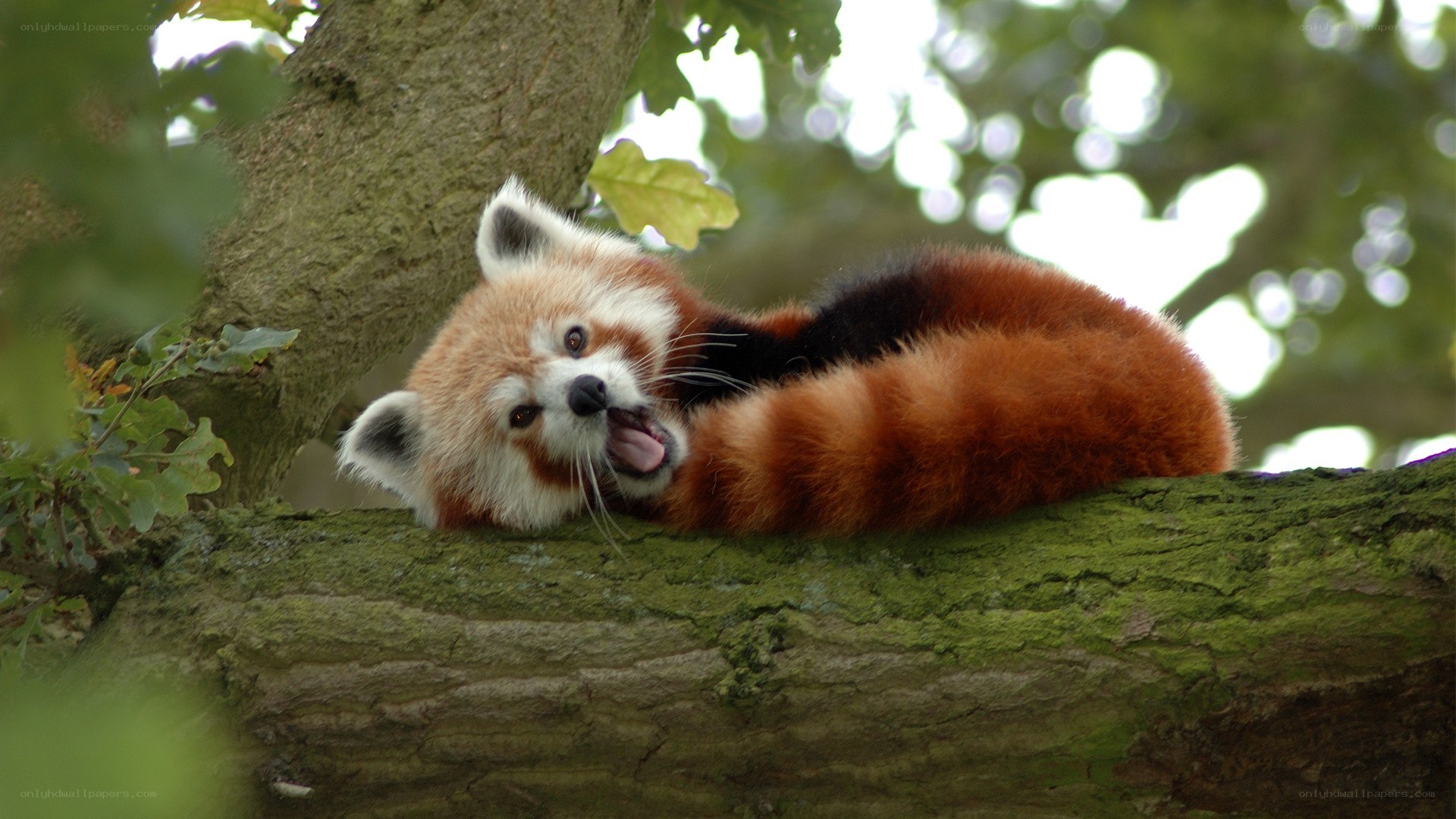 Red panda on tree branch