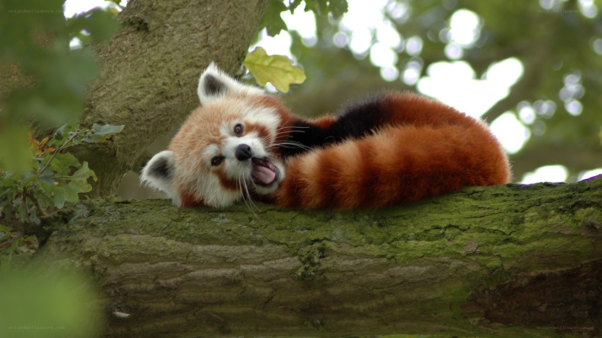Red panda on tree branch