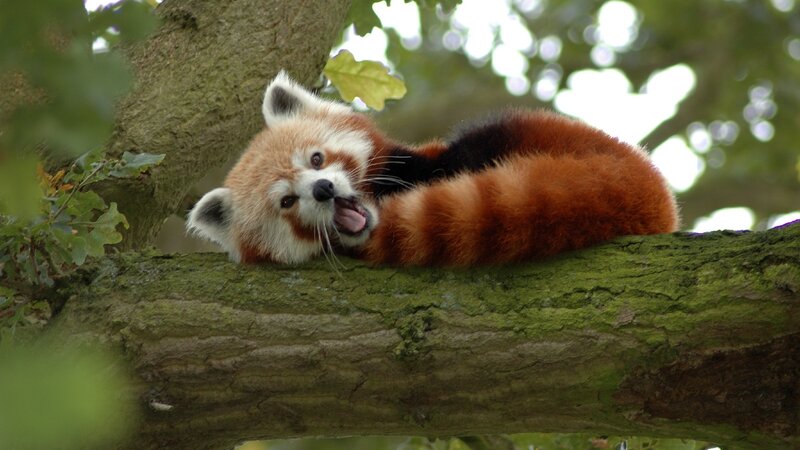 Red Panda on Tree Branch — Brown, Calm, Afternoon, Photograph, Leaves