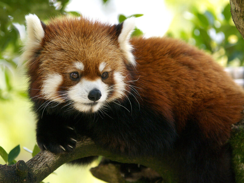 Red Panda on Tree Branch — Brown, Calm, Afternoon, Photograph