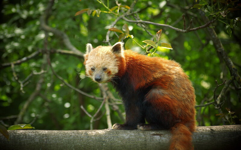 Red Panda on Tree Branch — Brown, Calm, Afternoon, Photograph, Tree Branch, Leaves, Forest
