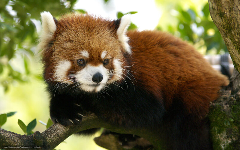 Red Panda on Tree Branch — Brown, Calm, Afternoon, Photograph, Tree Branch, Leaves