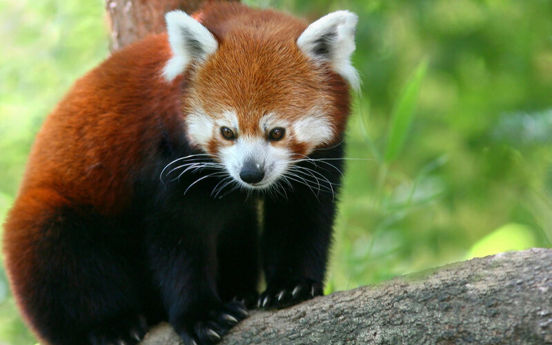 Red Panda on Tree Branch — Brown, Calm, Afternoon