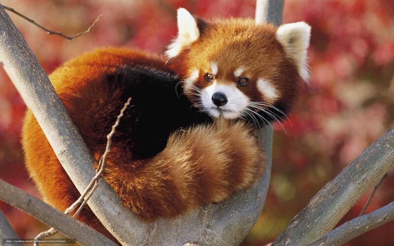 Red Panda on Tree Branch — Brown, Calm, Autumn, Photograph