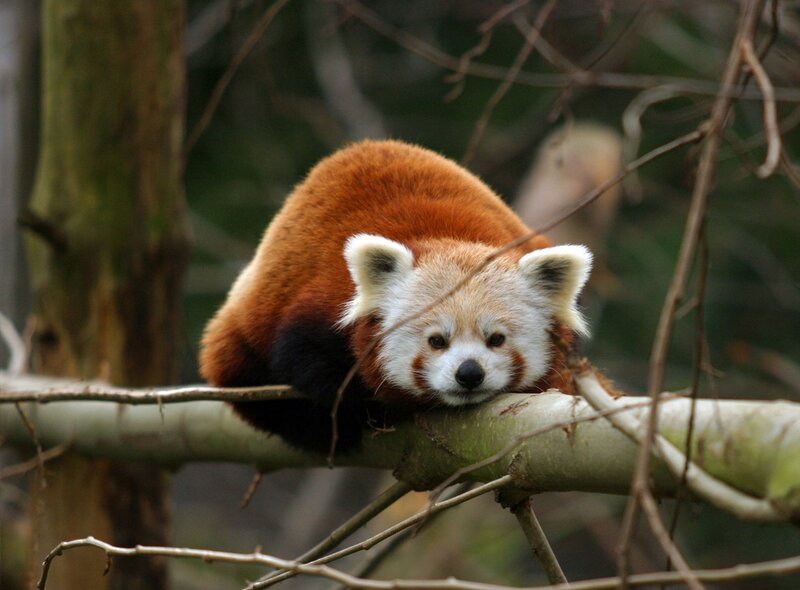 Red Panda on Tree Branch — Brown, Calm, Photograph