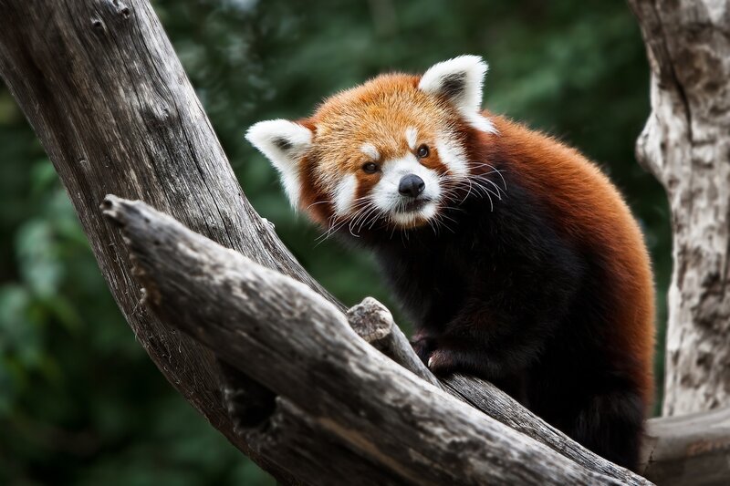 Red Panda on Tree Branch — Brown, Calm, Photograph, Tree Branch, Forest, Black, White