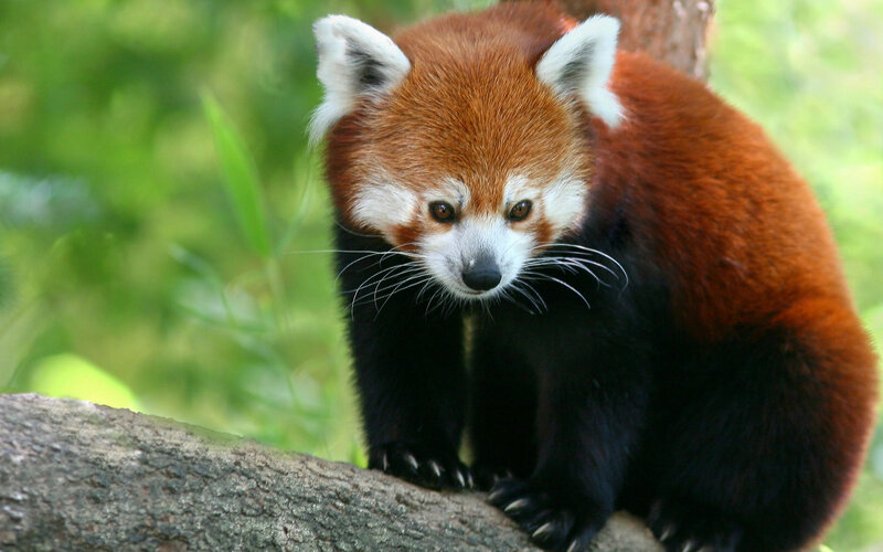 Red Panda on Tree Branch — Brown, Calm, Photograph, Tree Branch, Green Foliage, Black, White