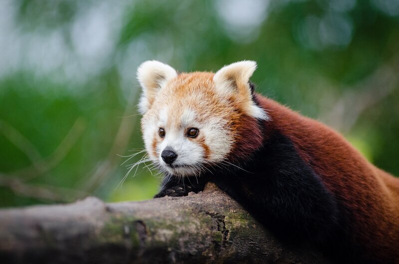 Red Panda on Tree Branch — Brown, Calm, Photograph, Tree Branch, Green Foliage