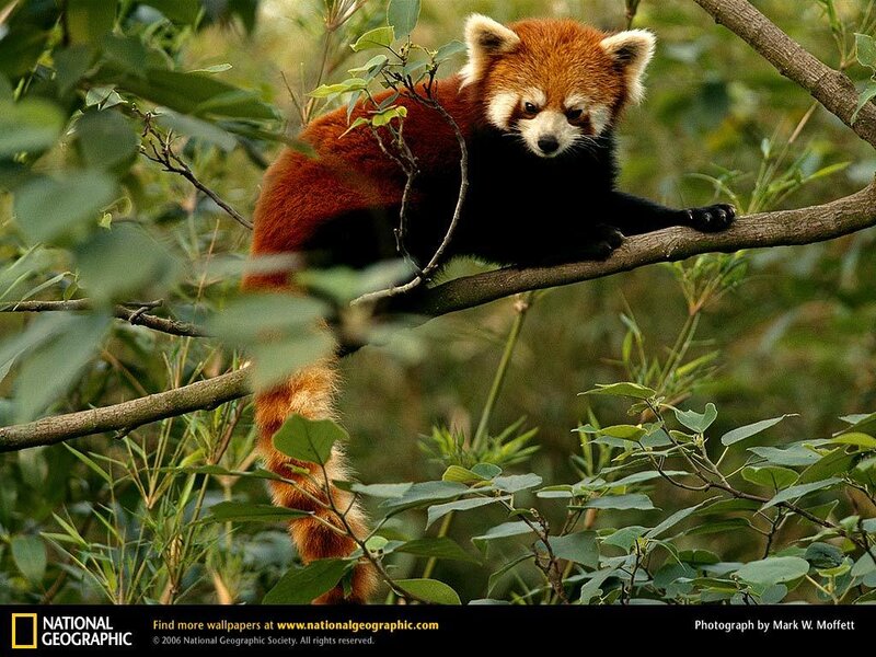 Red Panda on Tree Branch — Brown, Calm, Photograph, Tree Branch, Leaves