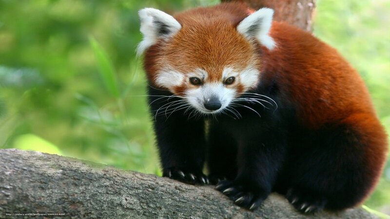 Red Panda on Tree Branch — Brown, Calm, Photograph, Tree Branch