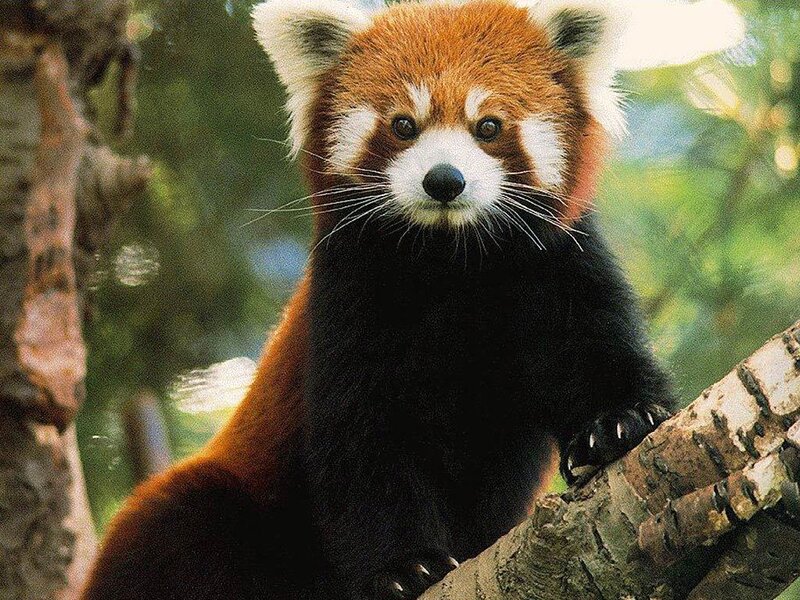 Red Panda on Tree Branch — Brown, Calm