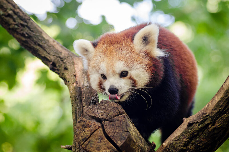 Red Panda on Tree Branch — Brown, Natural, Afternoon