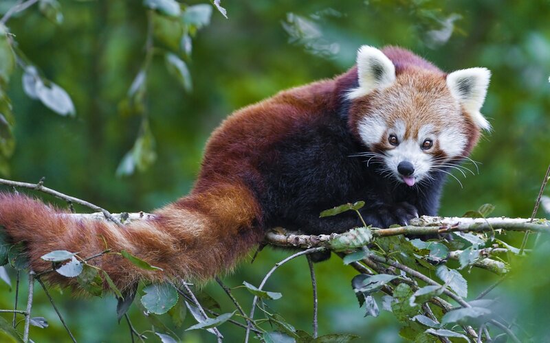 Red Panda on Tree Branch — Brown, Natural