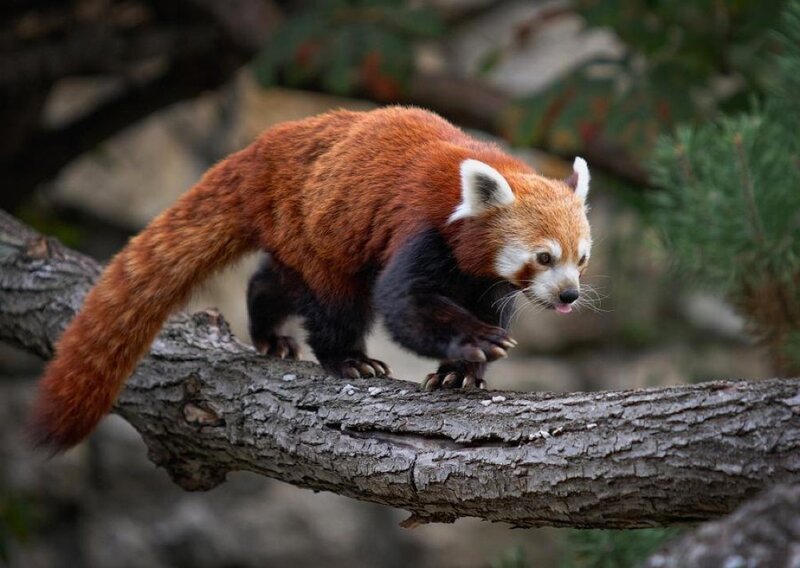 Red Panda on Tree Branch — Brown
