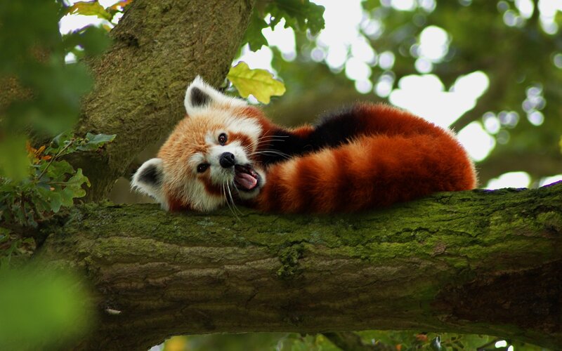 Red Panda on Tree Branch — Calm