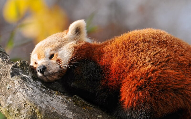 Red Panda on Tree Branch — Orange, Calm, Autumn