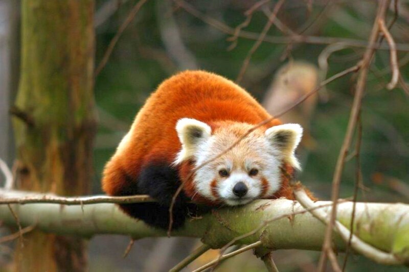 Red Panda on Tree Branch — Orange, Calm, Photograph