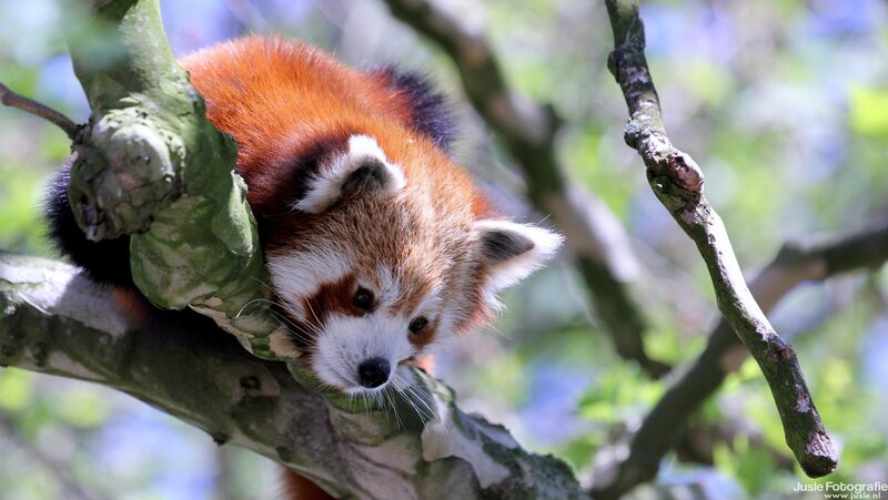 Red Panda on Tree Branch — Orange, Calm
