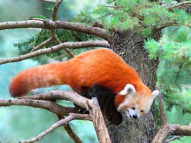 Red Panda on Tree Branch — Orange