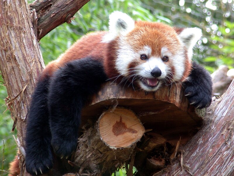 Red Panda on Tree — Brown, Calm, Afternoon