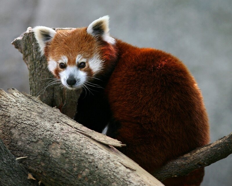 Red Panda on Tree — Brown, Calm, Photograph