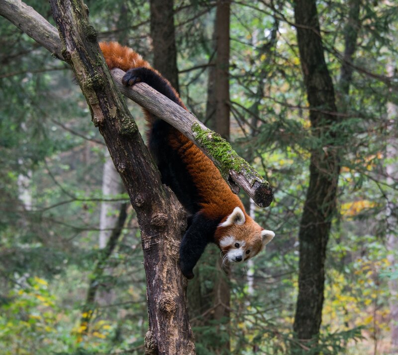 Red Panda on Tree — Brown, Natural