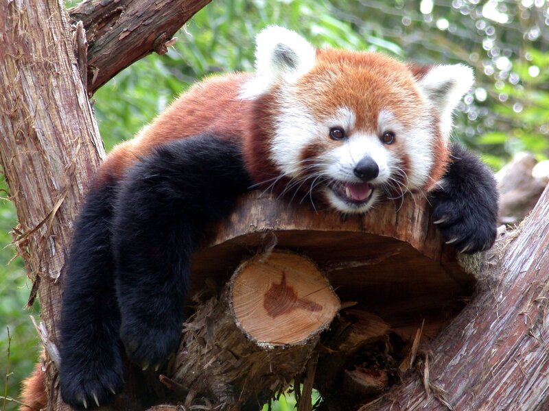 Red Panda on Tree — Brown, Playful